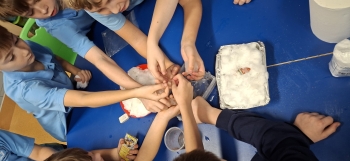 inbound7851058049540958561