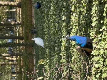 IMG_6641.jpeg