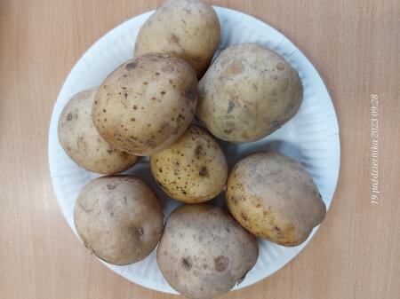 Dzień ziemniaka w naszej szkole i klasie.