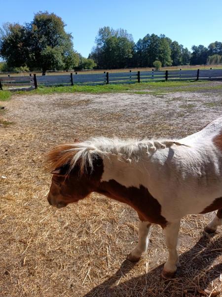 Wycieczka do siedliska ''Pod dębami''.